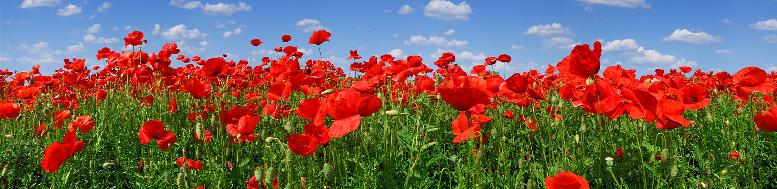 remembrance day service
