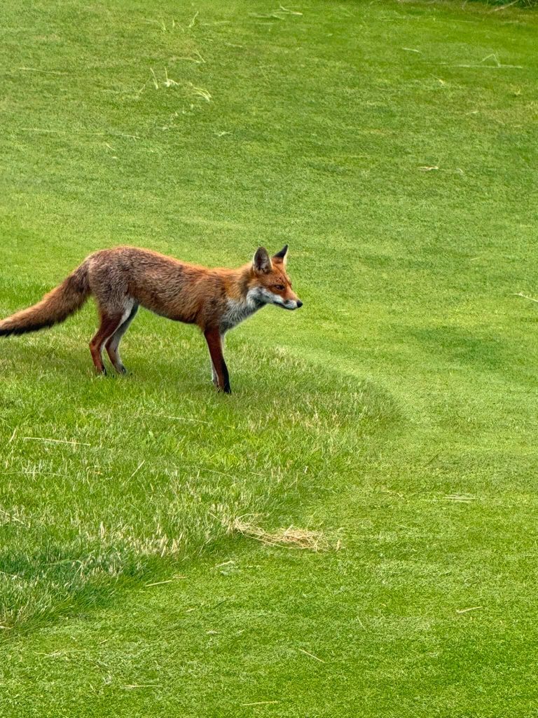 Hillside Golf Club's resident fox